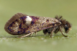 Kleinschmetterlinge - Microlepidoptera